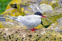 Arctic Tern [Sterna paradisaea] 