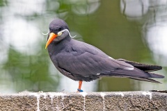Inca Tern [Larosterna inca] 