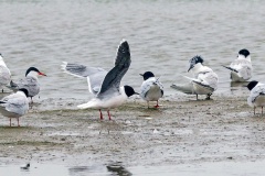 Little Gull [Hydrocoloeus minutus] 