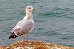 European Herring Gull [Larus argentatus argenteus] 