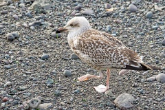European Herring Gull [Larus argentatus argenteus] 