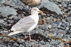 European Herring Gull [Larus argentatus argenteus] 