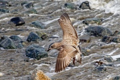 European Herring Gull [Larus argentatus argenteus] 