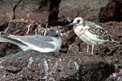 Swallow-tailed Gull [Creagrus furcatus] 