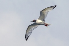 Swallow-tailed Gull [Creagrus furcatus] 