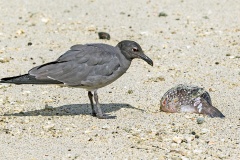 Lava Gull [Leucophaeus fuliginosus] 