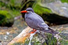Inca Tern [Larosterna inca] 