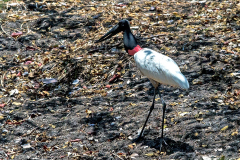 CICONIIFORMES