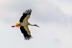 White Stork [Ciconia ciconia ciconia] 