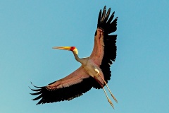 Yellow-billed Stork [Mycteria ibis] 