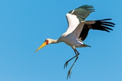 Yellow-billed Stork [Mycteria ibis] 