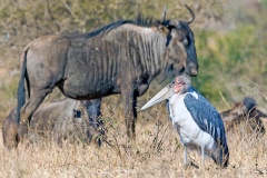 Marabou Stork [Leptoptilos crumenifer] 