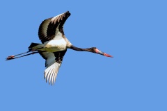 Saddle-billed Stork [Ephippiorhynchus senegalensis] 