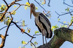 Painted Stork [Mycteria leucocephala] 