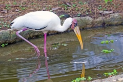 Milky Stork [Mycteria cinerea] 