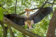 Painted Stork [Mycteria leucocephala] 