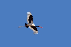 Saddle-billed Stork [Ephippiorhynchus senegalensis]