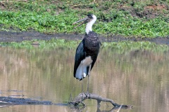 African Woolly-necked Stork [Ciconia microscelis]