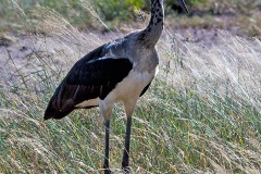 Saddle-billed Stork [Ephippiorhynchus senegalensis]