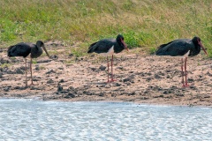 Black Stork [Ciconia nigra]