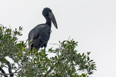 African Openbill [Anastomus lamelligerus lamelligerus]