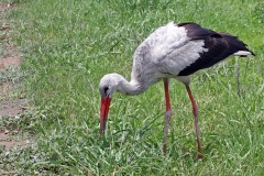 White Stork [Ciconia ciconia ciconia]