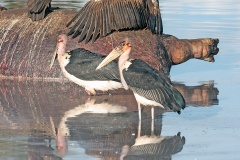 Marabou Stork [Leptoptilos crumenifer]
