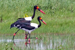Saddle-billed Stork [Ephippiorhynchus senegalensis]