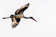 Saddle-billed Stork [Ephippiorhynchus senegalensis]