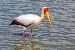 Yellow-billed Stork [Mycteria ibis]