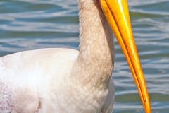 Yellow-billed Stork [Mycteria ibis]
