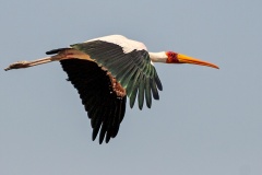 Yellow-billed Stork [Mycteria ibis]
