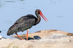 Black Stork [Ciconia nigra]