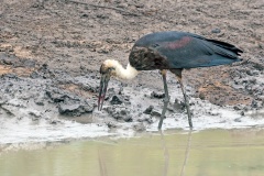 African Woolly-necked Stork [Ciconia microscelis]