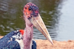 Marabou Stork [Leptoptilos crumenifer] 