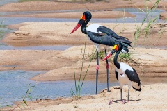 Saddle-billed Stork [Ephippiorhynchus senegalensis]