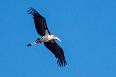 Marabou Stork [Leptoptilos crumenifer]