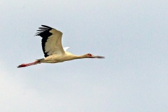 Maguari Stork [Ciconia maguari] 