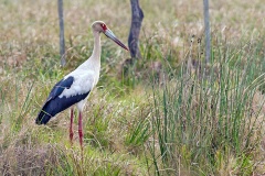 Maguari Stork [Ciconia maguari] 