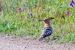 Eurasian Hoopoe [Upupa epops epops] 