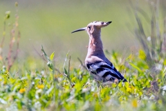Eurasian Hoopoe [Upupa epops epops] 