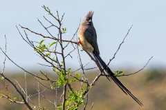 White-backed Mousebird [Colius colius colius] 