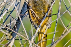 Speckled Mousebird [Colius striatus integralis] 