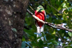 Narina Trogon [Apaloderma narina narina] 