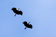 Wreathed Hornbill [Rhyticeros undulatus] 