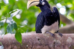 Oriental Pied Hornbill [Anthracoceros albirostris convexus] 