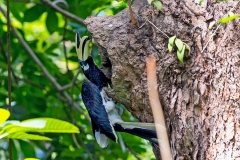 Oriental Pied Hornbill [Anthracoceros albirostris convexus] 