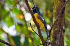 Northern Black-throated Trogon [Trogon tenellus] 