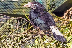 Visayan Hornbill [Penelopides panini] 