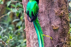 Resplendent Quetzal [Pharomachrus mocinno costaricensis] 
